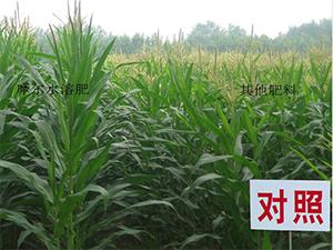 摩爾水溶肥玉米上的神奇效果【新鄉(xiāng)】 摩爾水溶肥玉米上的神奇效果【新鄉(xiāng)】