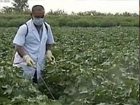 水肥應(yīng)用技術(shù)之葉面追肥