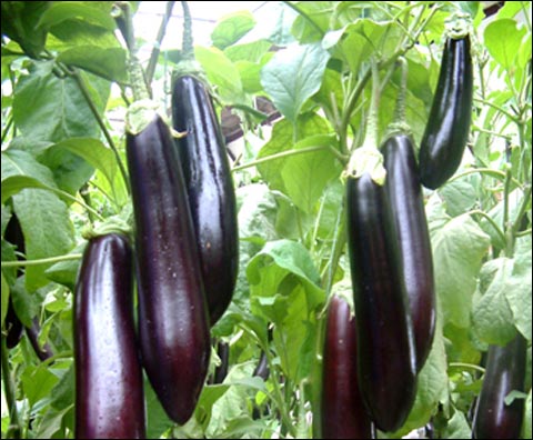 茄子施用水溶肥的優(yōu)勢(shì) 茄子施用水溶肥的優(yōu)勢(shì)