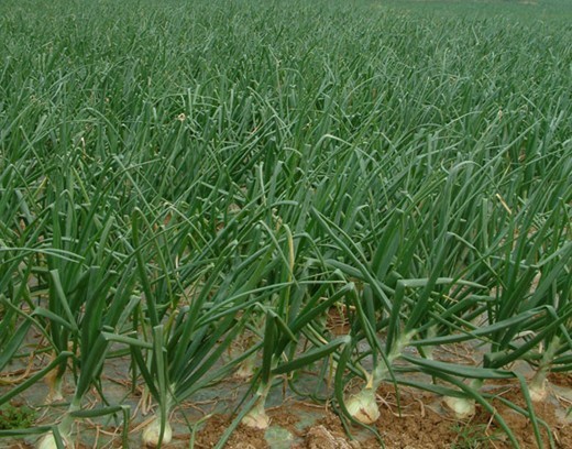 洋蔥施用水溶肥的好處 洋蔥施用水溶肥的好處