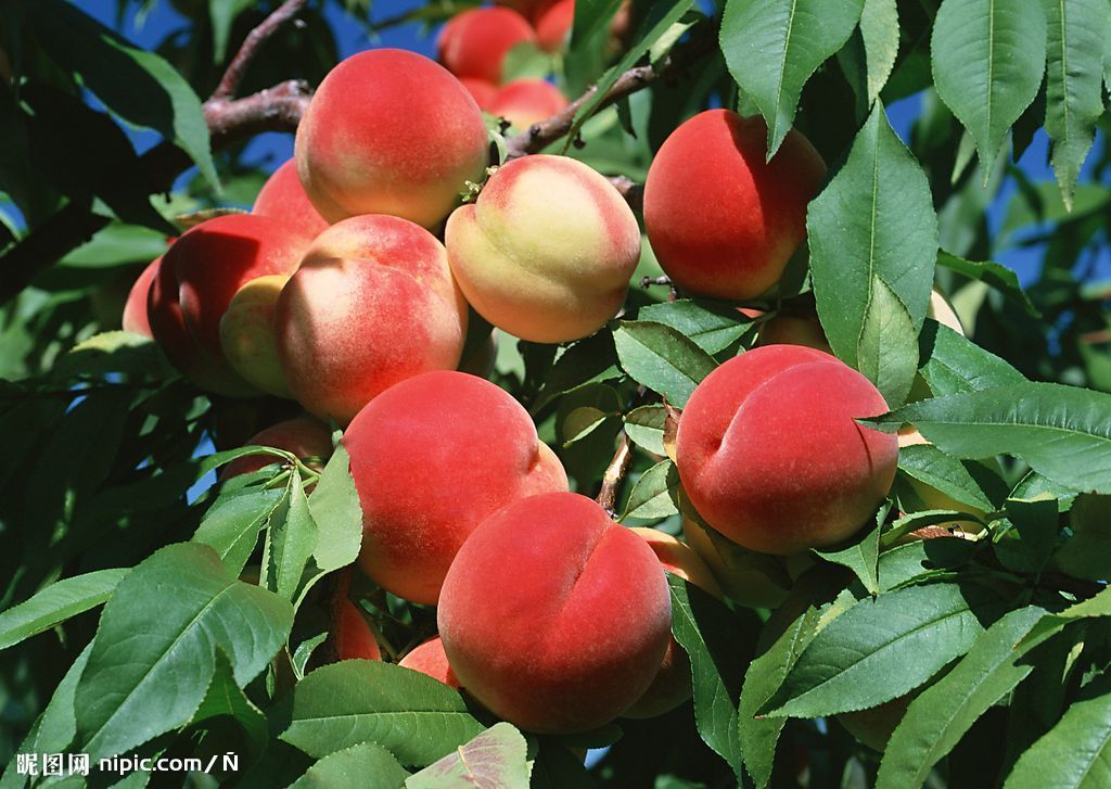 桃樹施用腐殖酸水溶肥的效果 桃樹施用腐殖酸水溶肥的效果