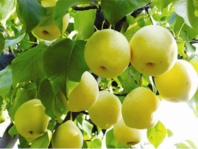 果樹水溶肥作用效果 果樹水溶肥作用效果