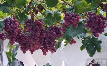 葡萄種植 葡萄種植