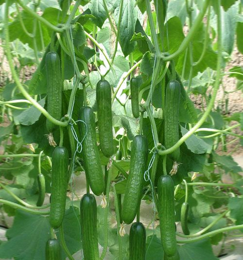 黃瓜葉面肥效果 黃瓜葉面肥效果