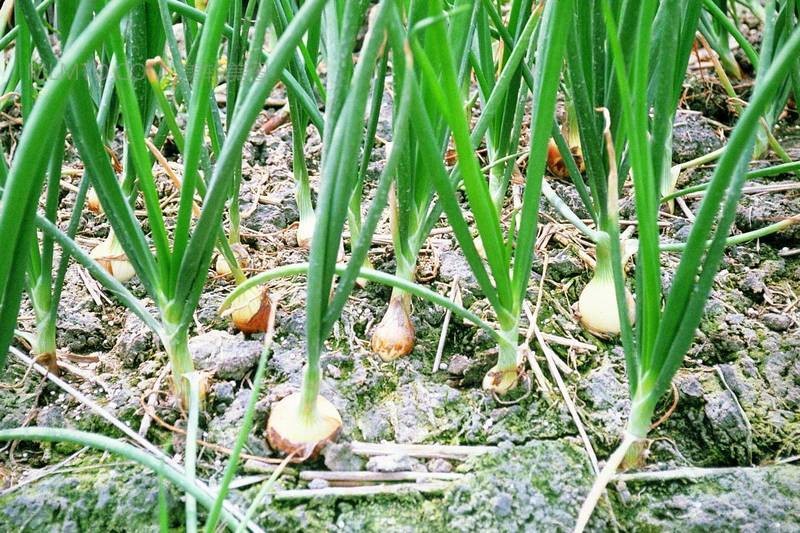 洋蔥水溶肥作用 洋蔥水溶肥作用