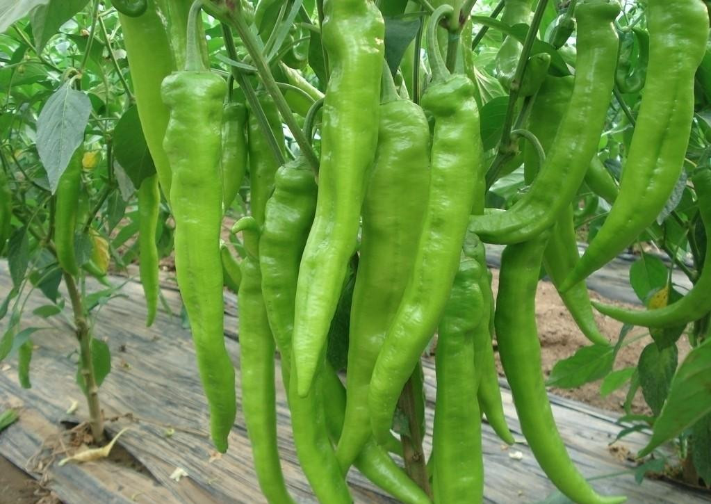 辣椒葉面肥效果 辣椒葉面肥效果