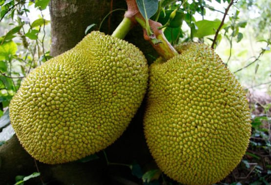 榴蓮水溶肥作用 榴蓮水溶肥作用