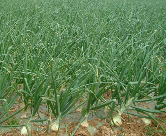 洋蔥水溶肥效果 洋蔥水溶肥效果