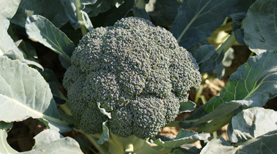 西蘭花水溶性肥料作用 西蘭花水溶性肥料作用