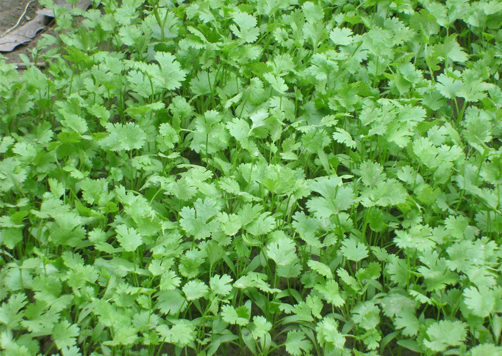 香菜水溶肥效果 香菜水溶肥效果