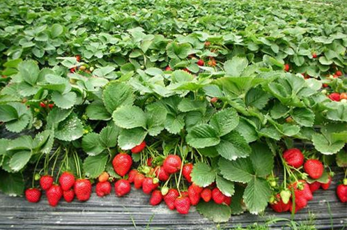 草莓水溶肥好處 草莓水溶肥好處