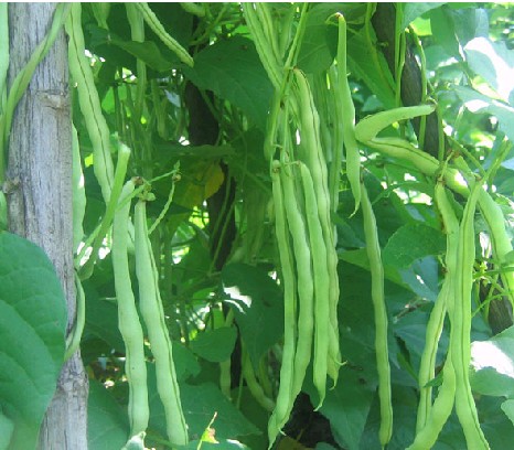 豆角水溶肥作用 豆角水溶肥作用