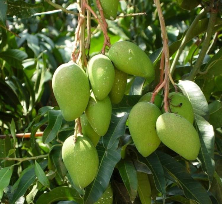芒果水溶肥好處 芒果水溶肥好處