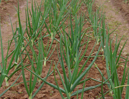 洋蔥水溶肥作用 洋蔥水溶肥作用
