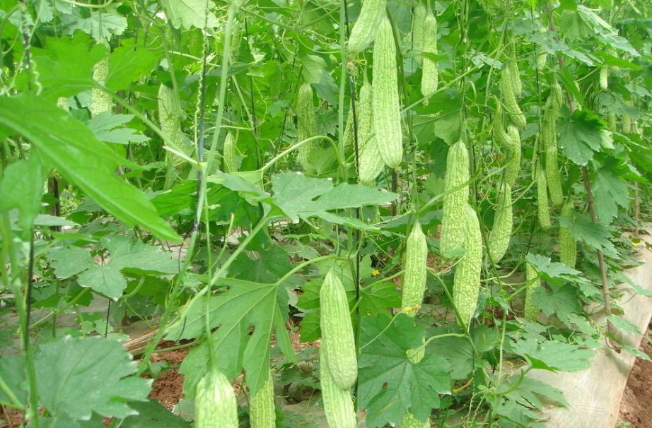 苦瓜水溶肥作用效果 苦瓜水溶肥作用效果