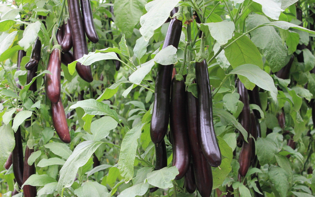 茄子專用水溶肥效果 茄子專用水溶肥效果