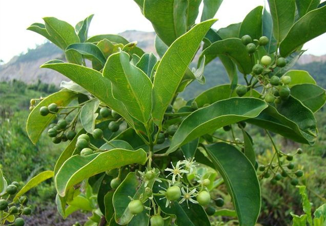 山竹專用水溶肥好處 山竹專用水溶肥好處