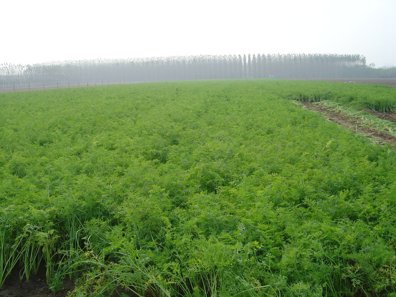 胡蘿卜水溶肥作用 胡蘿卜水溶肥作用