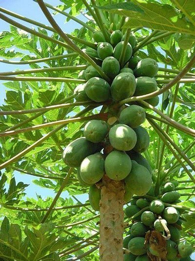 木瓜葉面肥作用 木瓜葉面肥作用