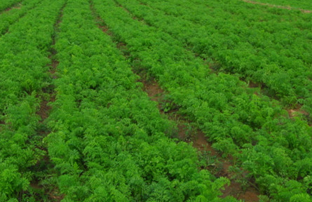 胡蘿卜腐殖酸水溶肥作用 胡蘿卜腐殖酸水溶肥作用