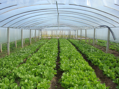 生菜水溶肥作用 生菜水溶肥作用