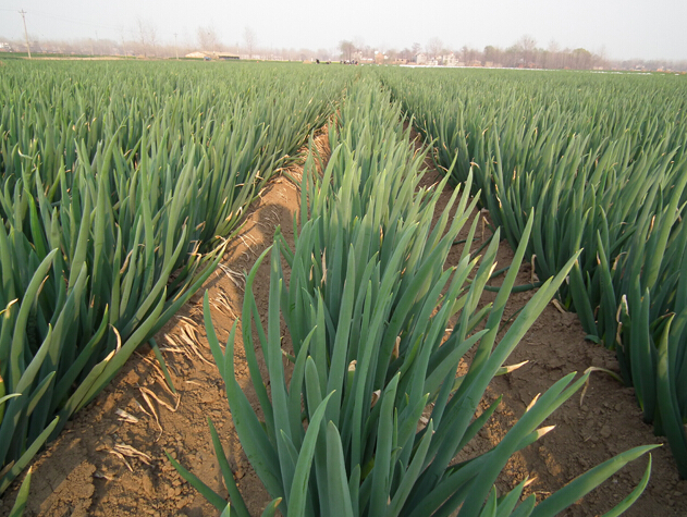 大蔥腐殖酸水溶肥效果 大蔥腐殖酸水溶肥效果
