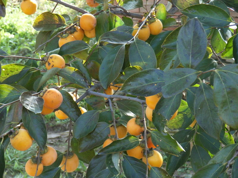 柿子水溶肥作用 柿子水溶肥作用