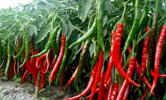 辣椒水溶肥好處 辣椒水溶肥好處