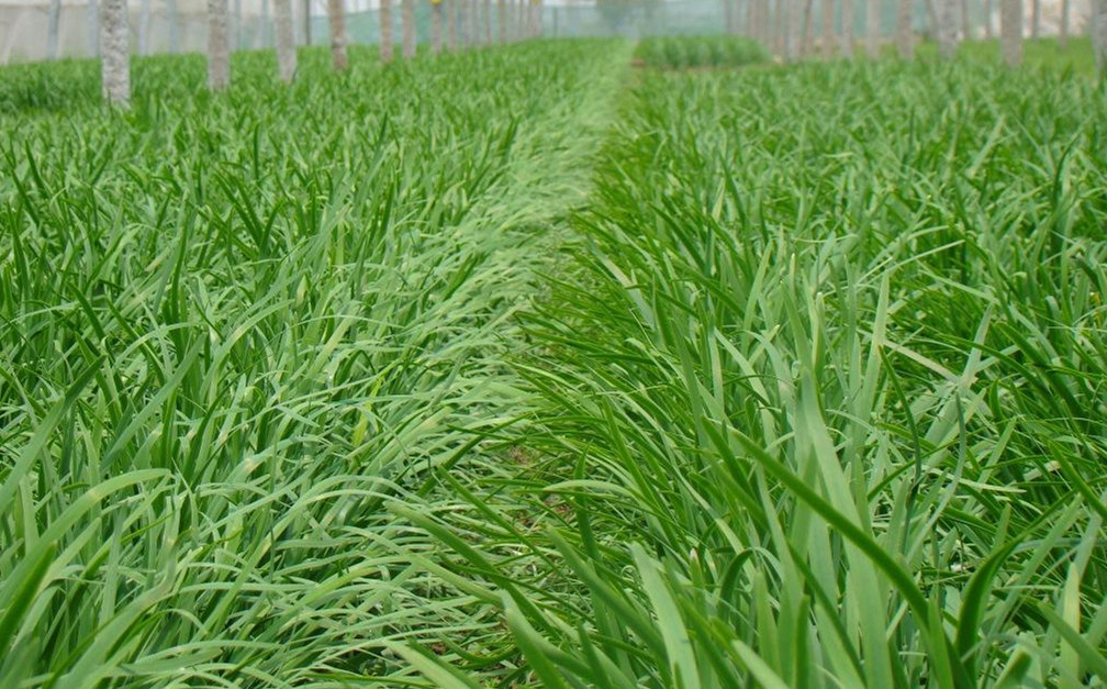 韭菜水溶肥好處 韭菜水溶肥好處