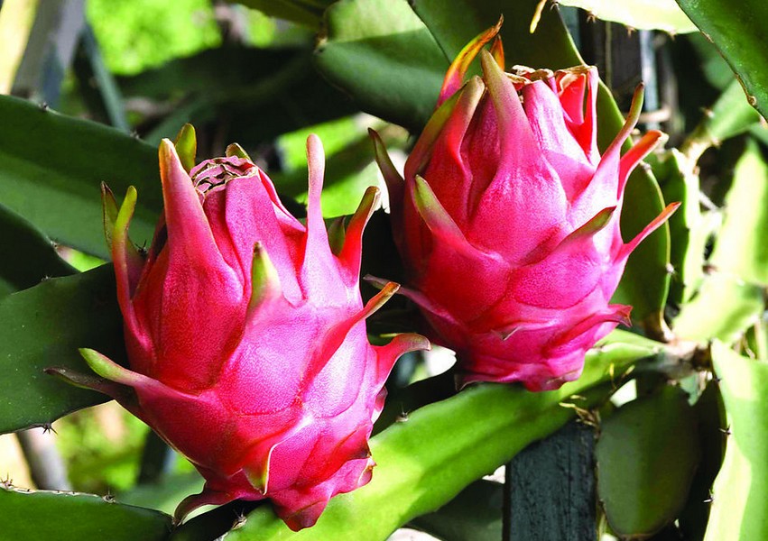 火龍果水溶肥作用 火龍果水溶肥作用