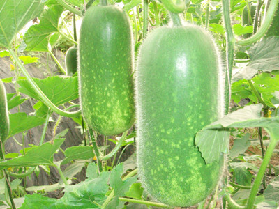 冬瓜水溶肥好處 冬瓜水溶肥好處