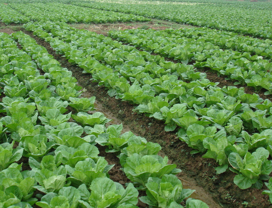 白菜腐殖酸水溶肥好處 白菜腐殖酸水溶肥好處