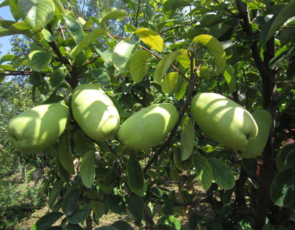 木瓜水溶肥作用 木瓜水溶肥作用