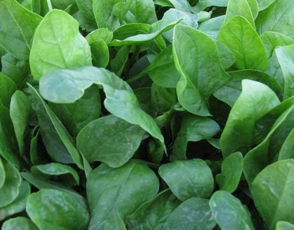 菠菜水溶肥作用 菠菜水溶肥作用