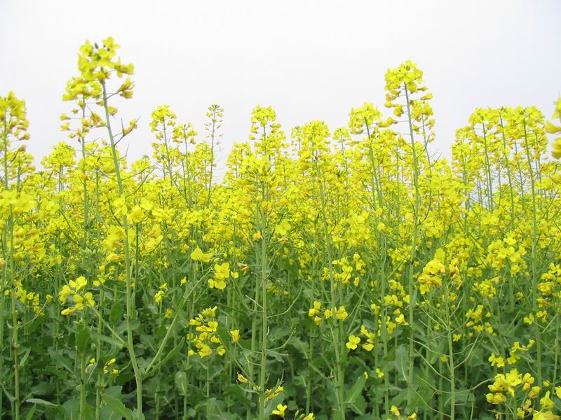油菜水溶肥好處 油菜水溶肥好處