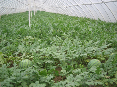 西瓜水溶肥好處 西瓜水溶肥好處
