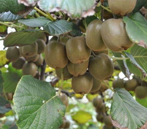 獼猴桃腐殖酸水溶肥作用 獼猴桃腐殖酸水溶肥作用