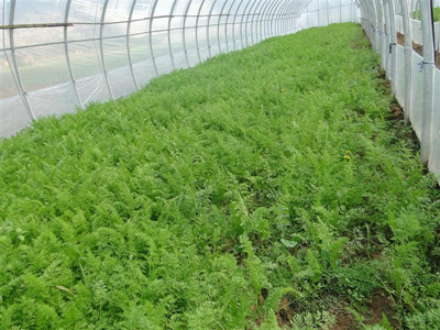 胡蘿卜水溶肥作用 胡蘿卜水溶肥作用