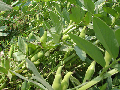 蠶豆水溶肥作用 蠶豆水溶肥作用