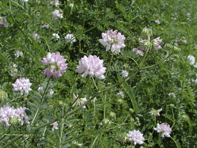 黃芪水溶肥作用 黃芪水溶肥作用