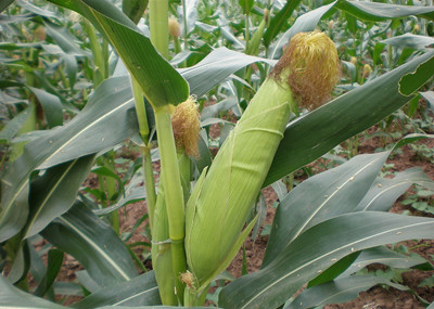 玉米水溶肥作用 玉米水溶肥作用