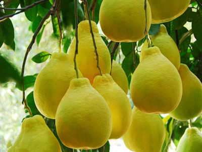 柚子水溶肥作用 柚子水溶肥作用