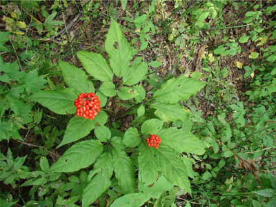 人參水溶肥好處 人參水溶肥好處
