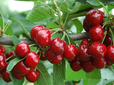 櫻桃水溶肥好處 櫻桃水溶肥好處