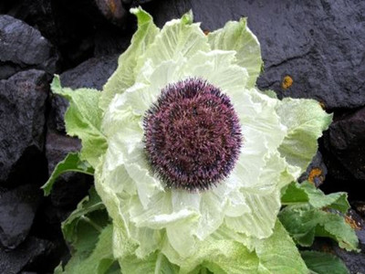 雪蓮水溶肥作用 雪蓮水溶肥作用