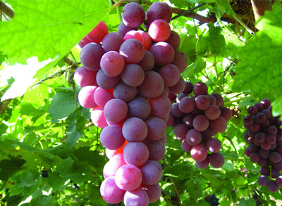 葡萄水溶肥好處 葡萄水溶肥好處