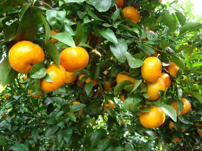 蘆柑水溶肥作用 蘆柑水溶肥作用