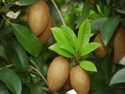 人參果水溶肥好處 人參果水溶肥好處