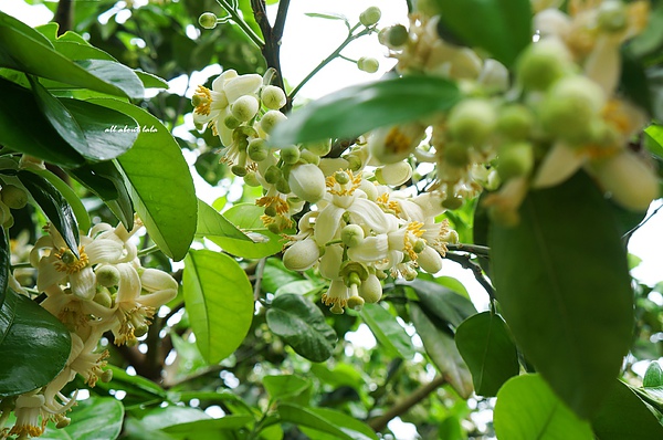 柚子水溶肥作用 柚子水溶肥作用