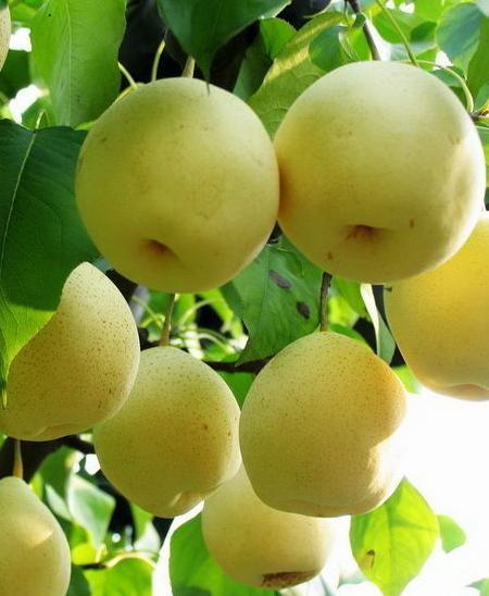 雪梨腐殖酸水溶肥好處 雪梨腐殖酸水溶肥好處